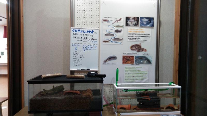 サンショウウオ飼育展示