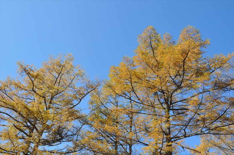 天然カラマツ母樹林