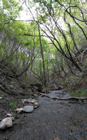 新緑の沢