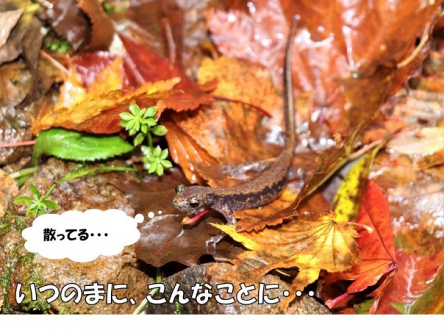 ハコネサンショウウオと紅葉