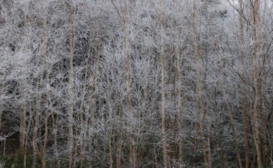 霧氷181209