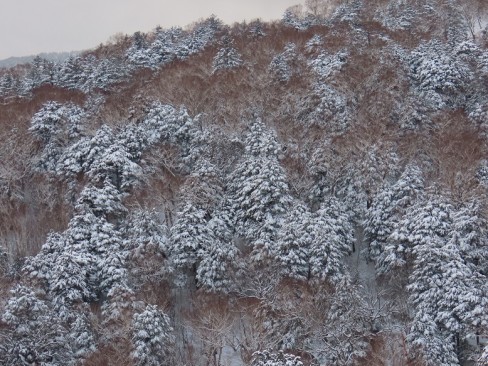 針葉樹林