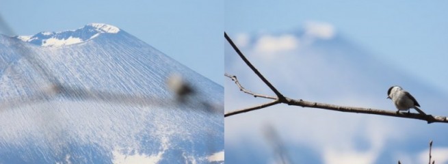 浅間山とコガラ