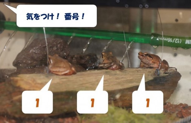 タゴガエル、番号