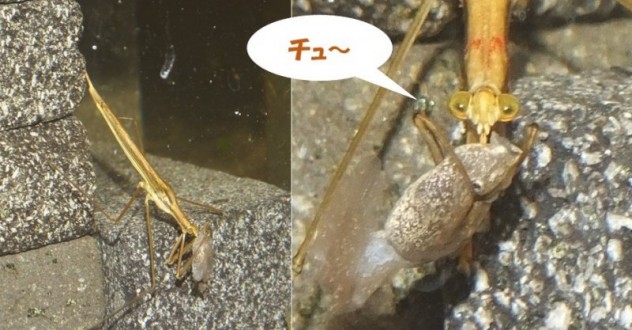 ミズカマキリ