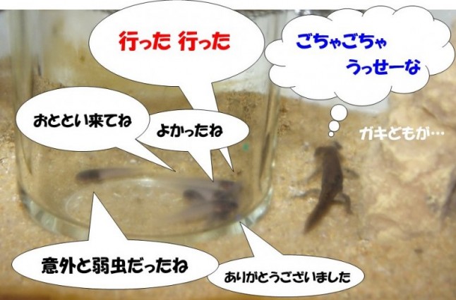 タゴオタマｖｓハコネ