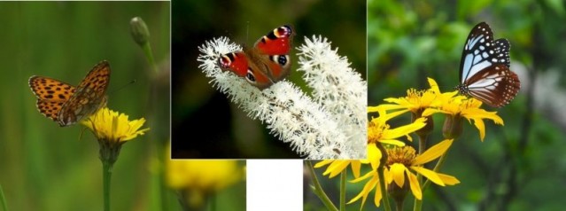 チョウと花