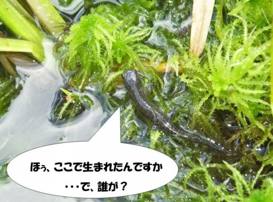仔クロ２