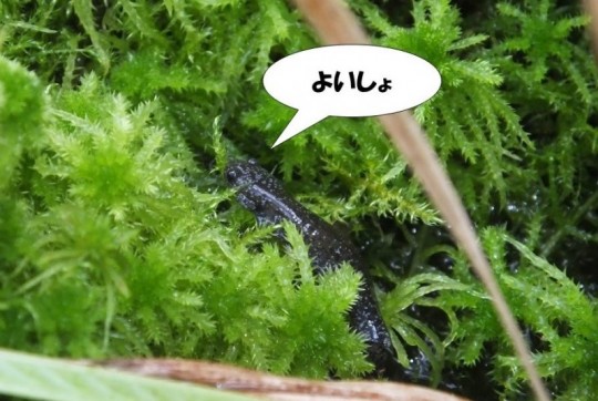 仔クロ３