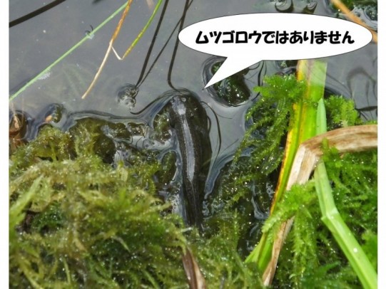仔クロ５