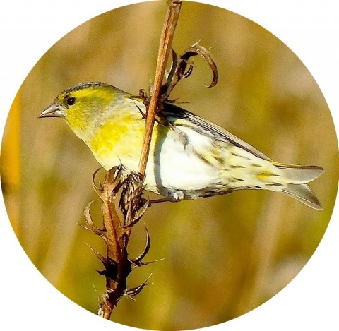 Eastern siskin