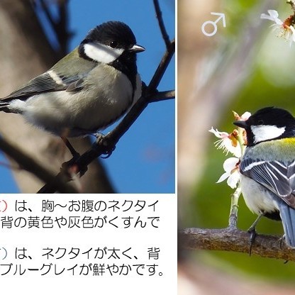 シジュウカラ　メス オス・メスどっち？ヤマガラの留守にやって来たシジュウカラ