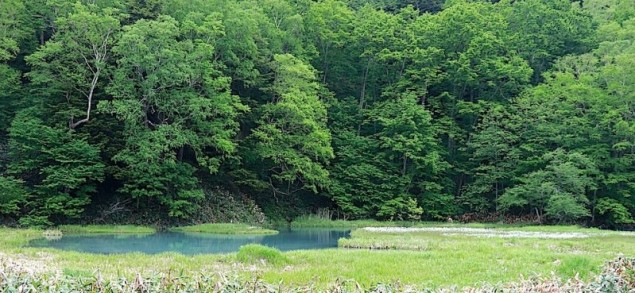森と泉2