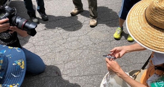 アサギマダラ