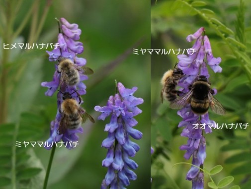 マルハナバチ３種
