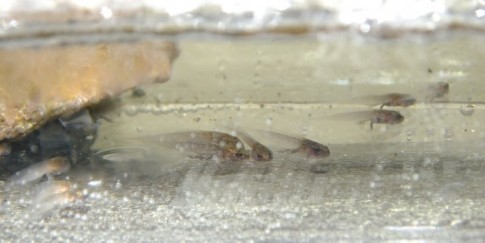 タゴオタマ3