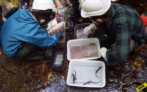 秋のサンショウウオ探検