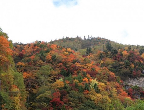 紅葉１