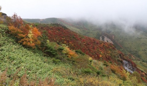 紅葉２
