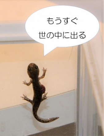 仔クロ２