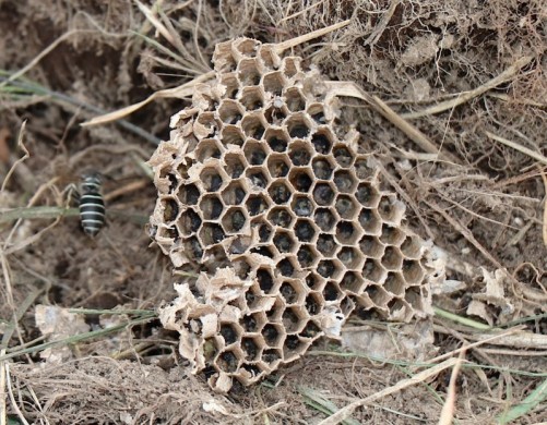 地蜂の巣３