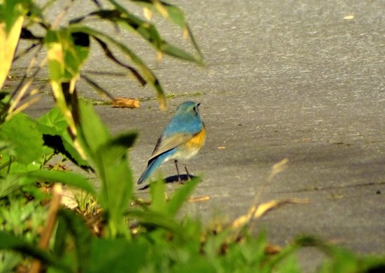 ルリビタキオス成鳥1