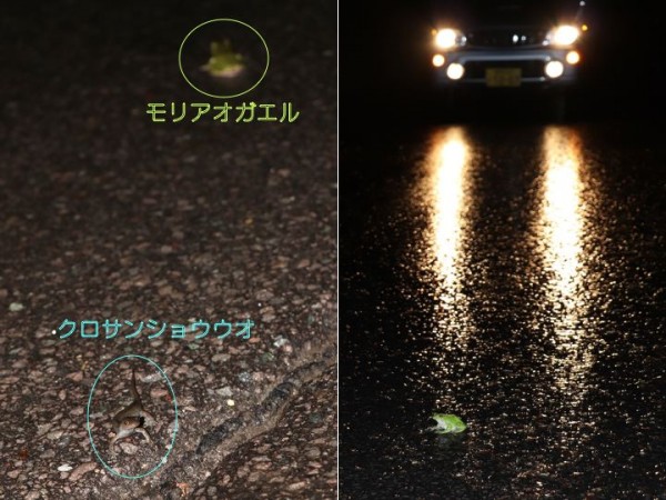 クロ&モリアオ