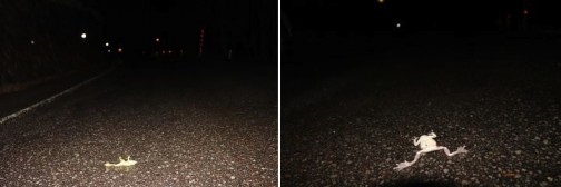 モリアオ轢死