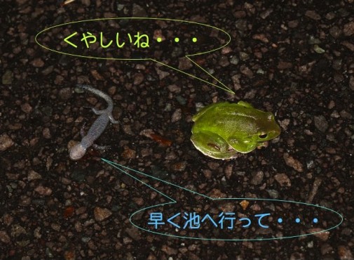 モリアオ＆残念クロ