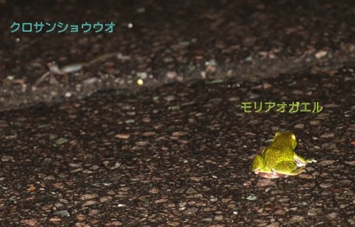 クロ&モリアオ2