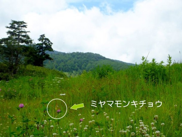 花畑