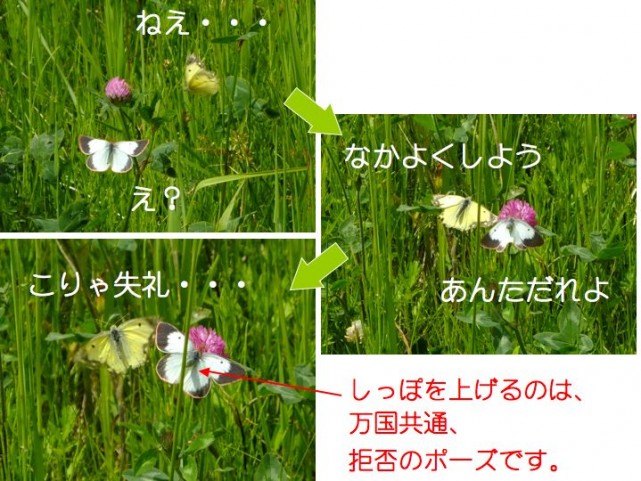 誤認求愛