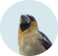 シメの親鳥２