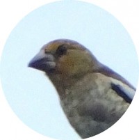 シメ幼鳥