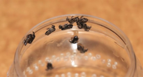 変態直後のタゴガエル