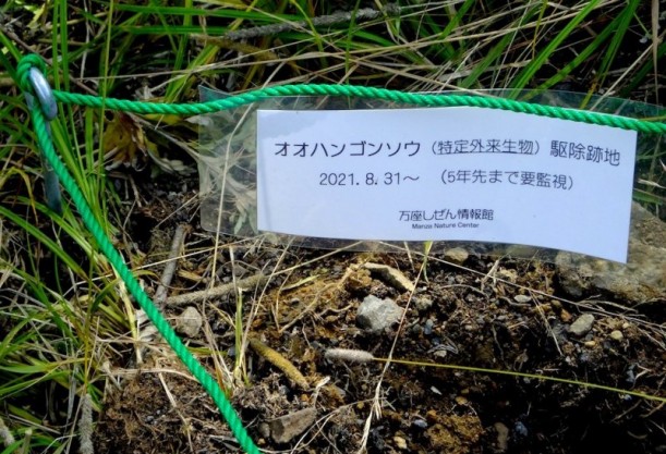 オオハンゴンソウ駆除２