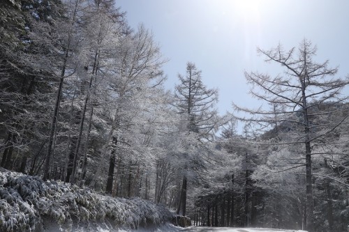 カラマツの樹氷