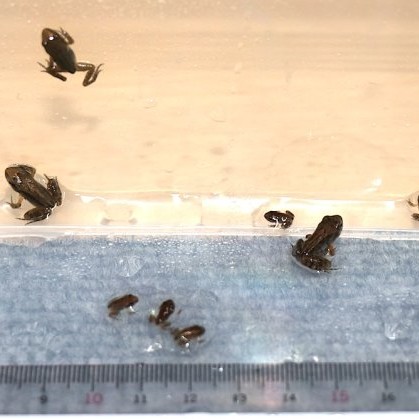 カエルの背に数匹の子 カエルの親子 背中に子ガエルを乗せたカエルの親子です。親