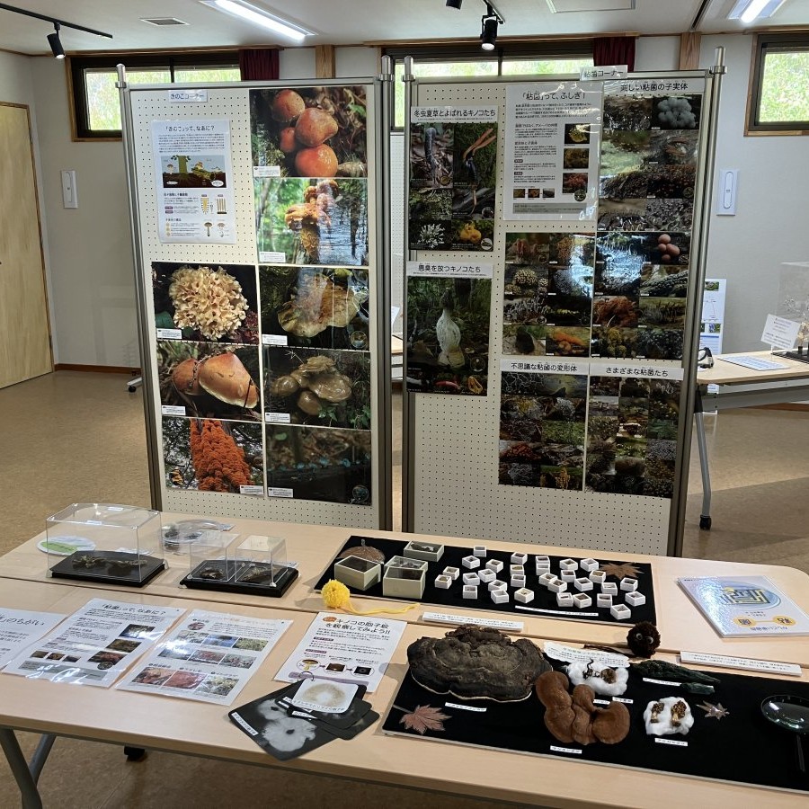 🍄キノコと粘菌の世界展開催中 11月30日（日）まで - 万座しぜん情報館